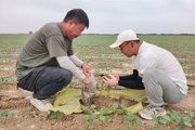 131团国土分局配合耕地监测公司开展耕地质量检测点土壤样本采集工作