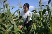 鲜食玉米丰收滞销 连队“两委”积极协调解难