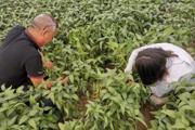 一二六团九连复播大豆结荚啦！