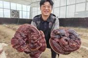 鼓足干劲忙春耕 发展产业助振兴