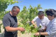 加强秋田管理 夯实丰收基础