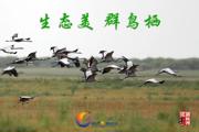 胡杨河光影丨生态美 群鸟栖