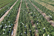 一三〇团林下经济拓新路 产业增收展新颜