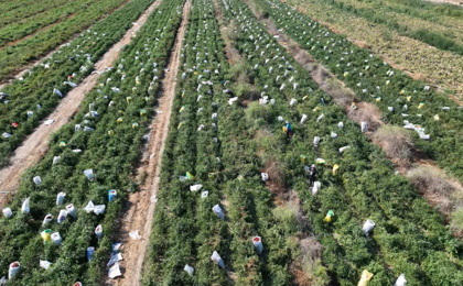 一三〇团林下经济拓新路 产业增收展新颜