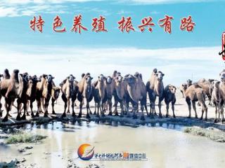 胡杨河光影丨特色养殖 振兴有路