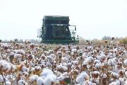 七师胡杨河市178万亩棉花全面采收
